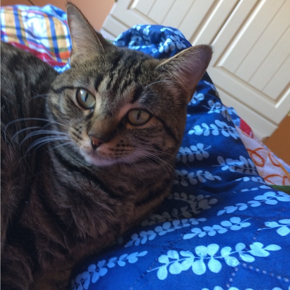 Live now! CCTreasureChest $3 Starts Like to be notified. Clothes, Jewelry Plus! - Picture 12 of 12